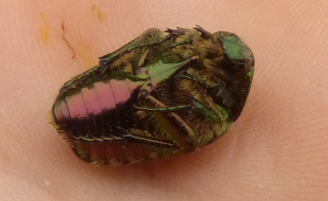 Cetonia aurata - aranyos virágbogár