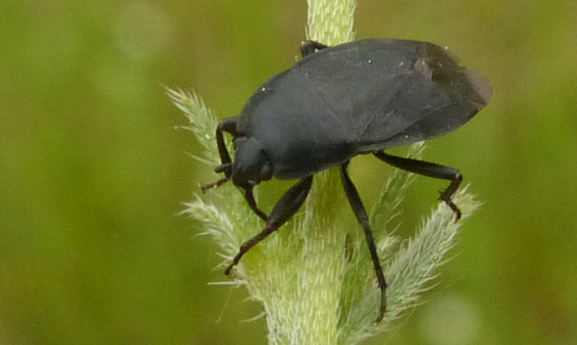 Aellopus atratus - cigánybodobács