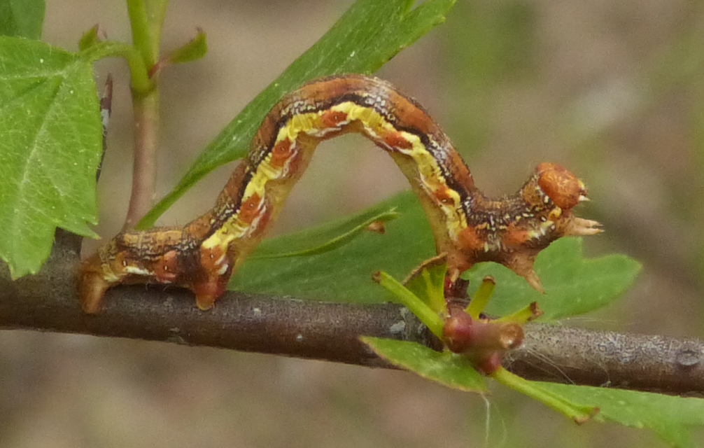 Erannis defoliaria - nagy téliaraszoló