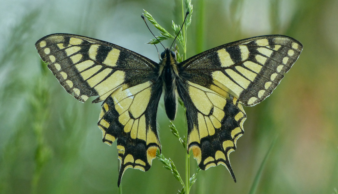 Papilio machaon - fecskefarkú lepke