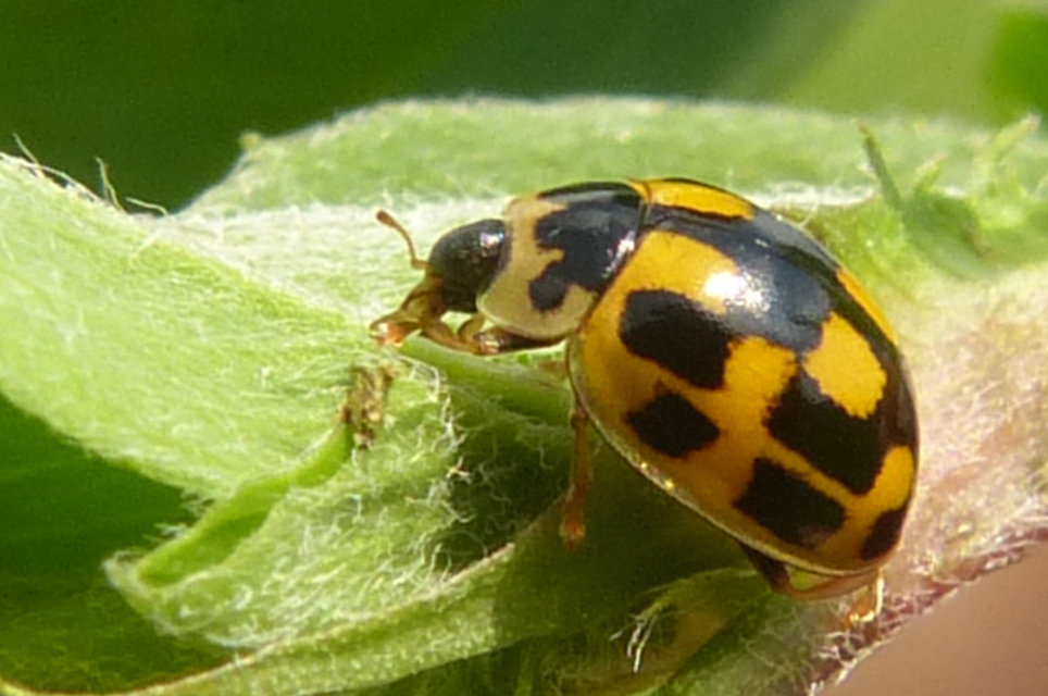 Propylea quatuordecimpunctata - tizennégypettyes füsskata