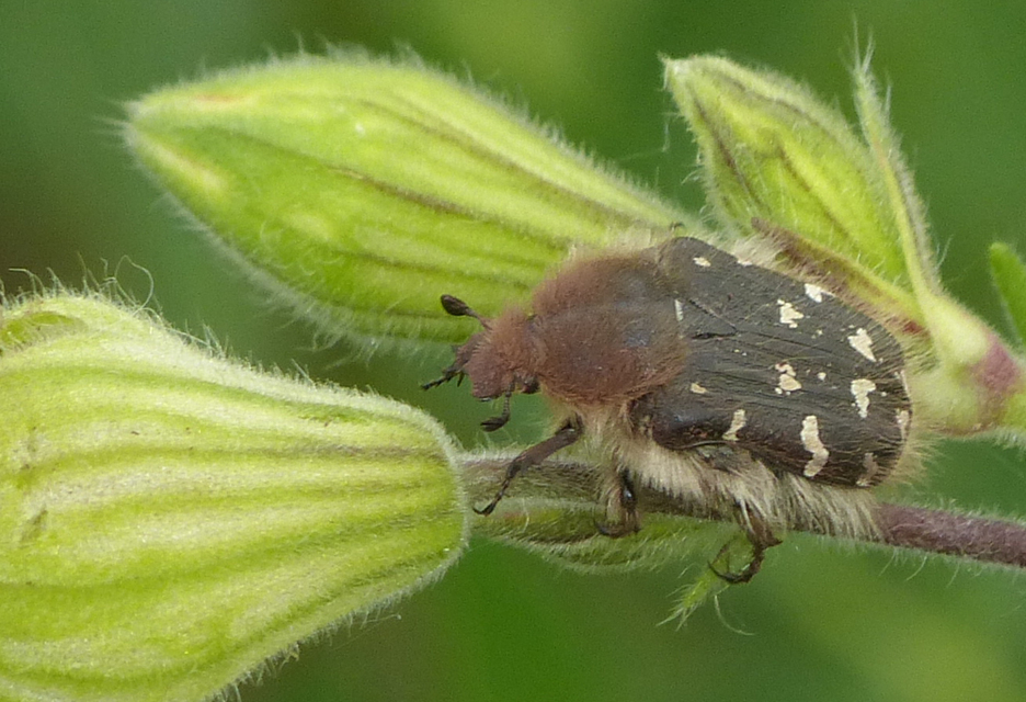 Tropinota hirta - bundás virágbogár