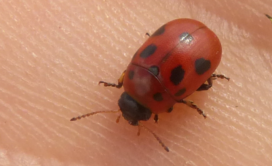 Gonioctena fornicata - közönséges lucernabogár