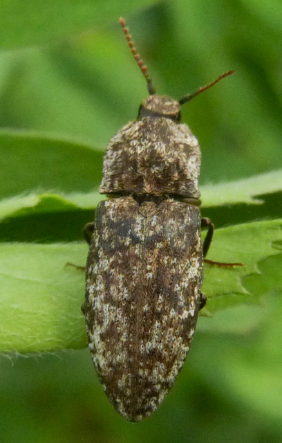 Agrypnus murinus - egérszínű pikkelyespattanó