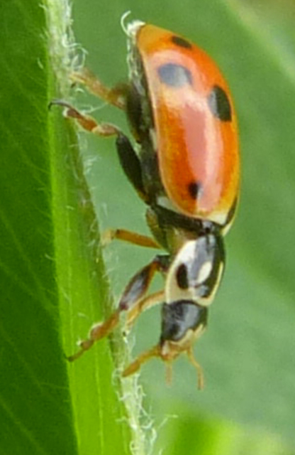 Hippodamia variegata - tizenhárompettyes katica