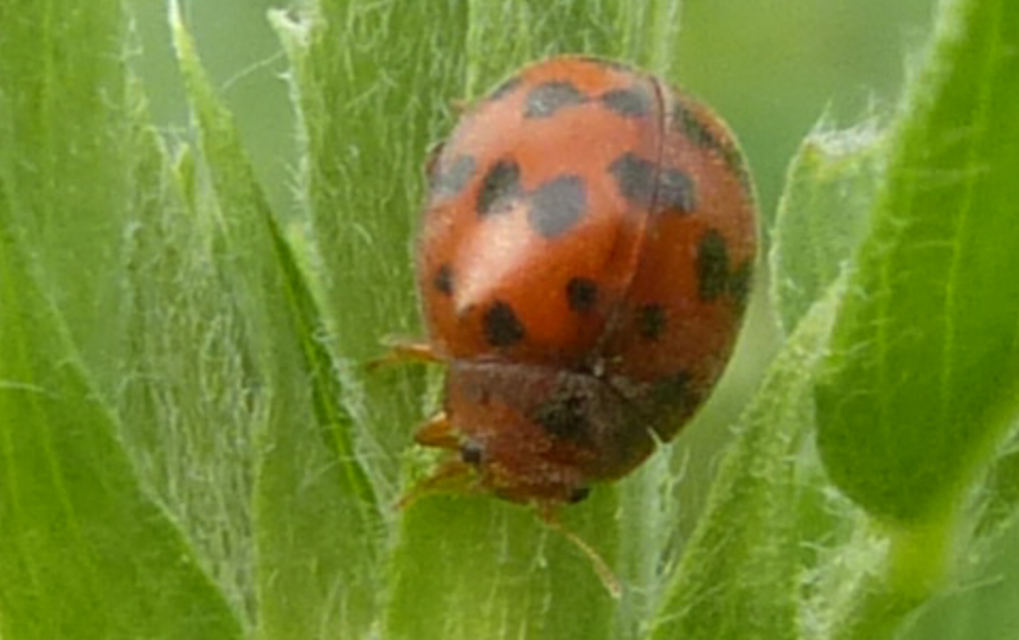 Subcoccinella vigintiquatuorpunctata - lucernaböde
