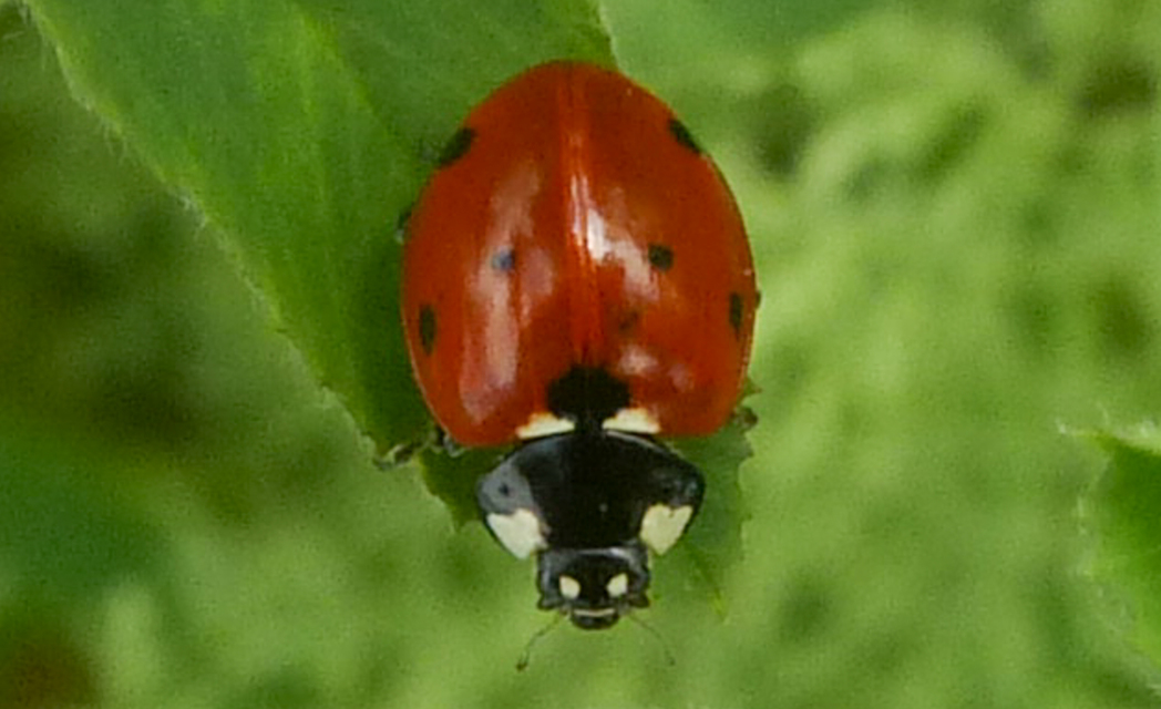 Coccinella septempunctata - hétpettyes katica