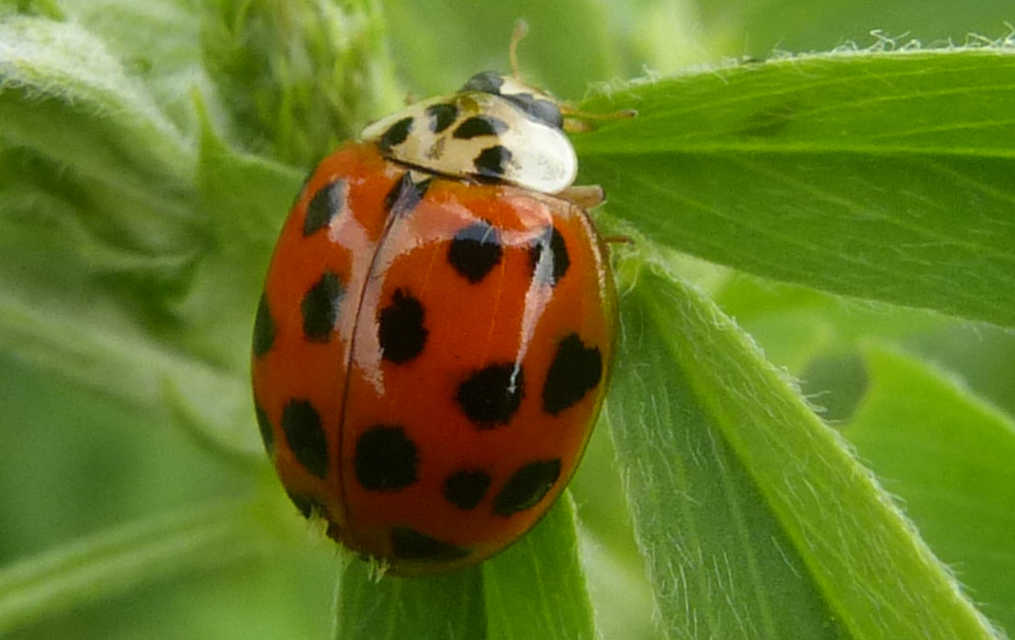 Harmonia axyridis - harlekinkatica