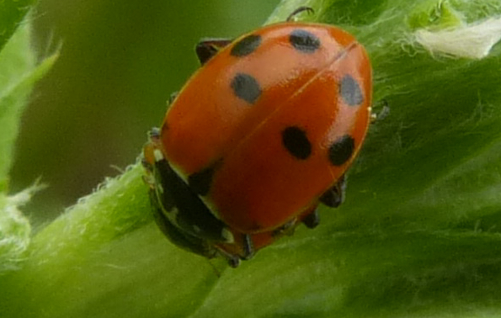 Hippodamia variegata - tizenhárompettyes katica