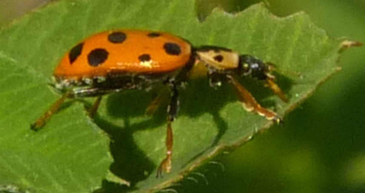 Hippodamia tredecimpunctata - mocsári katica