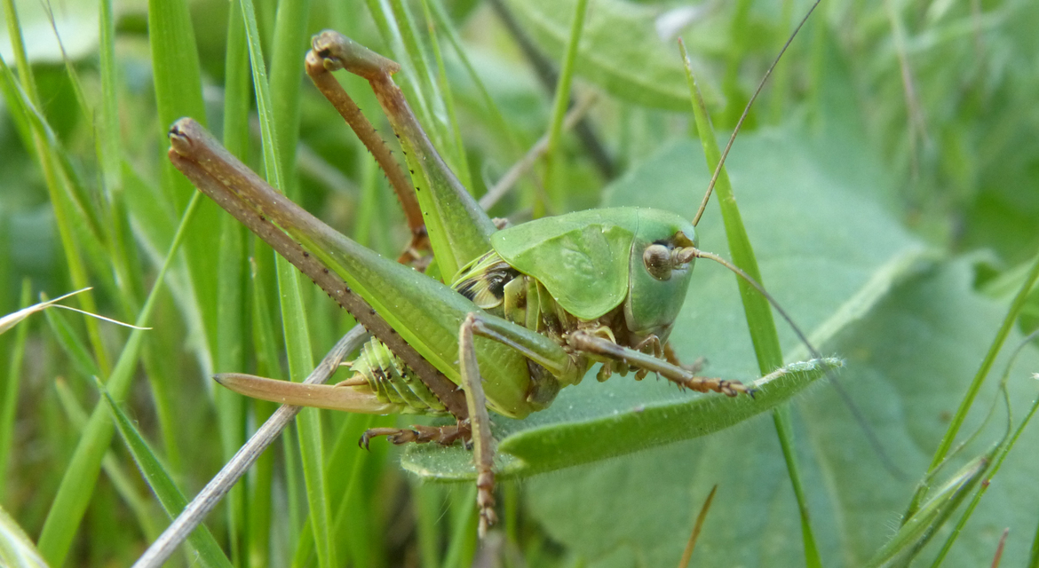 Decticus verrucivorus - szemölcsevő szöcske