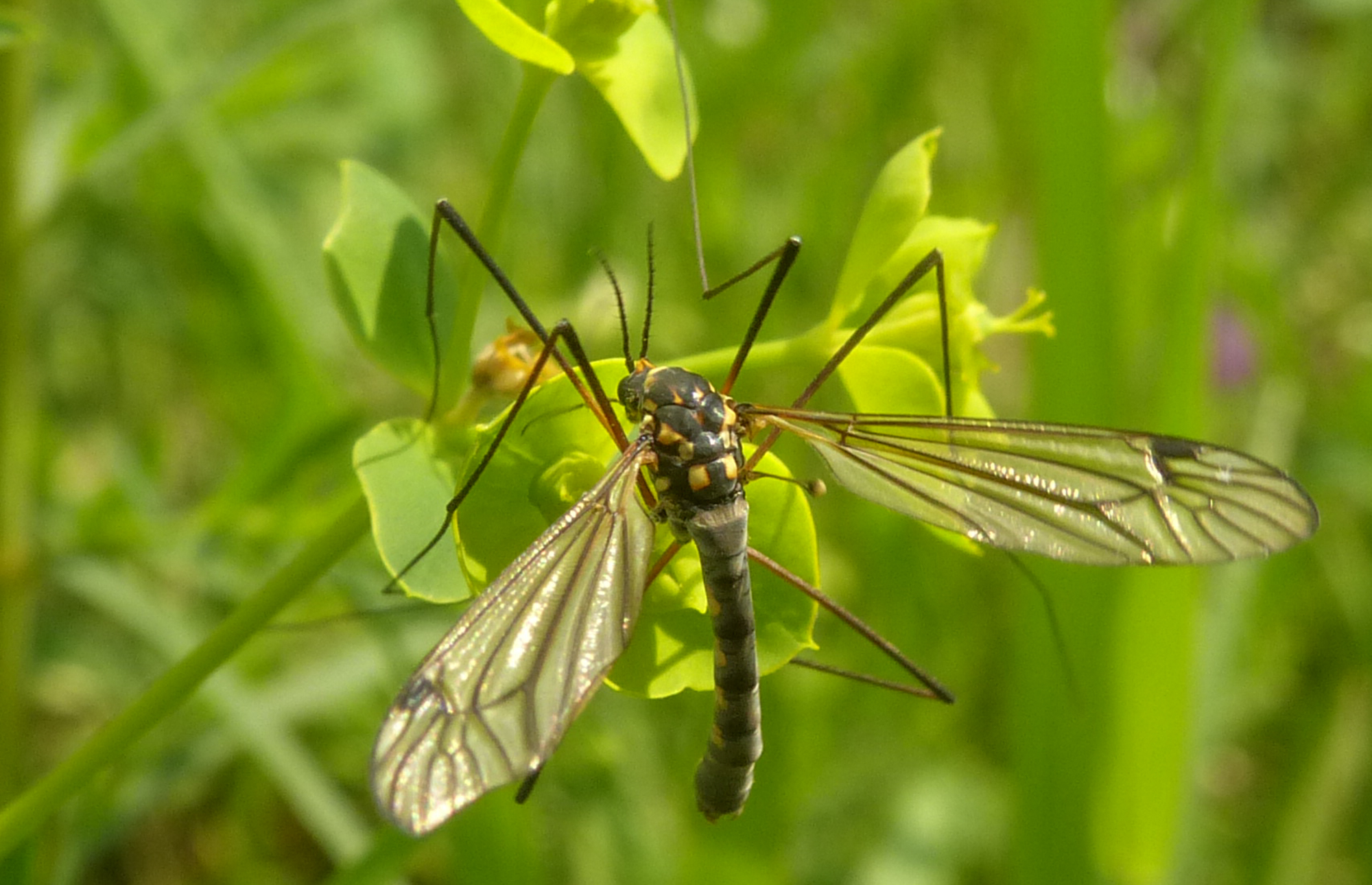 Nephrotoma croceiventris