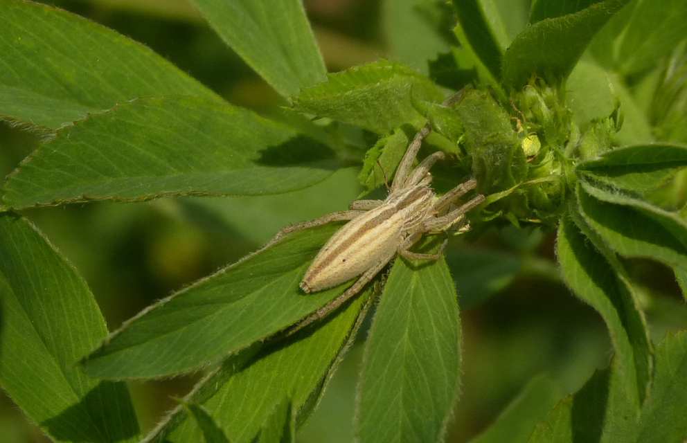Tibellus