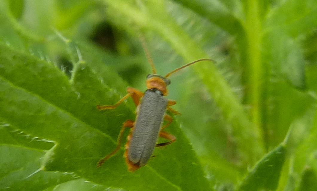 Cantharis lateralis - szegélyes lágybogár