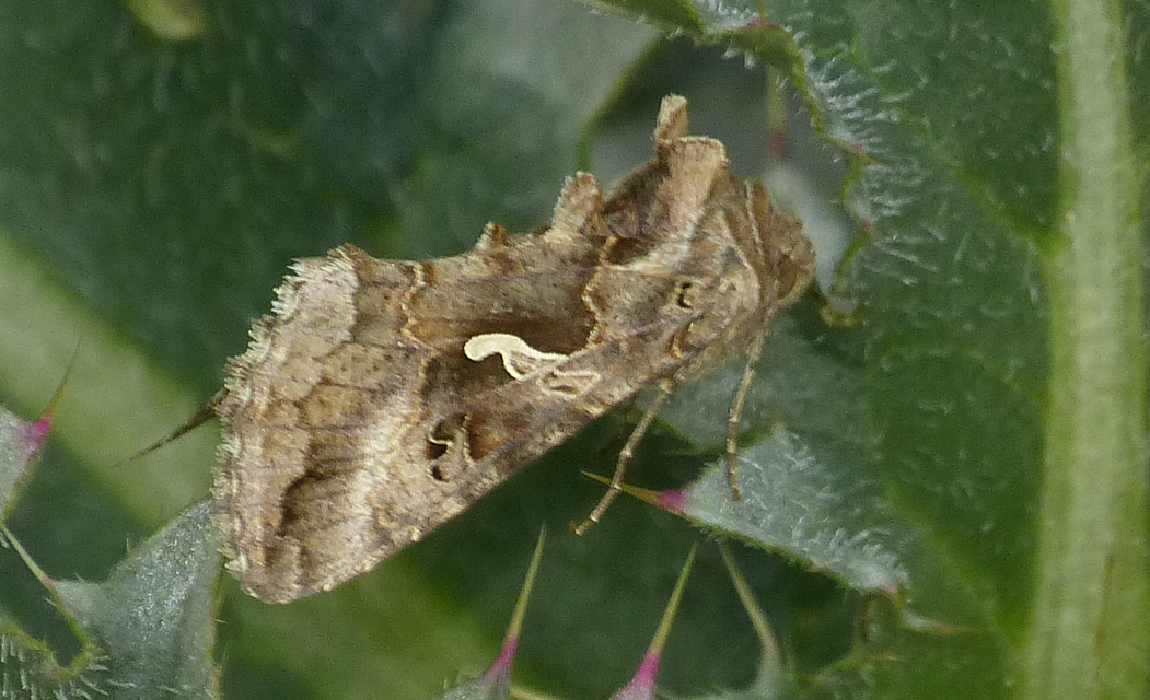 Autographa gamma - gammalepke
