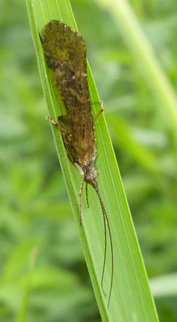 Trichoptera - Tegzesek