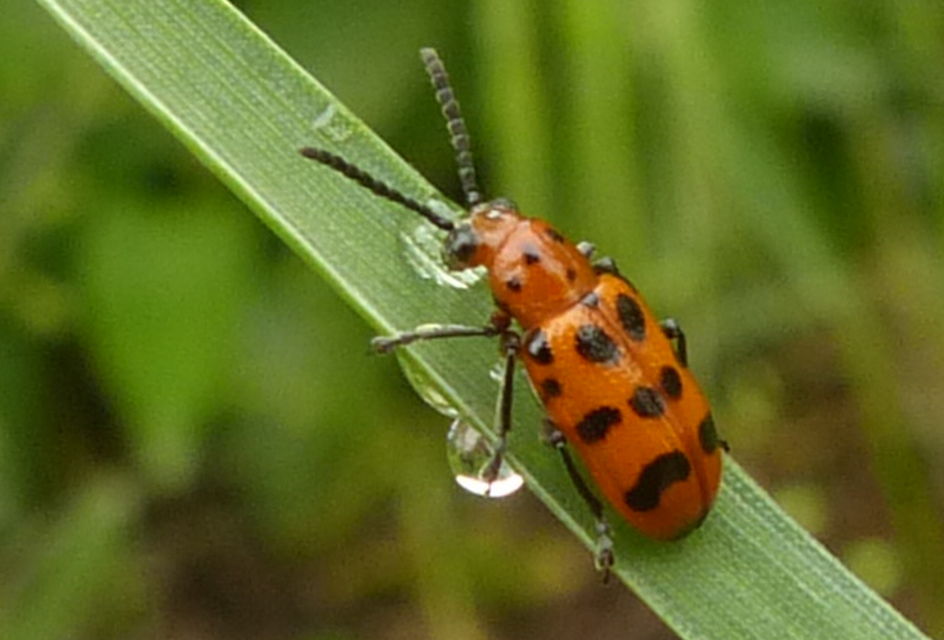 Crioceris quatuordecimpunctata - tizennégypontos spárgabogár