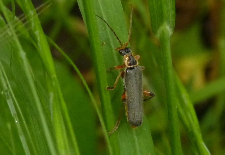 Cantharis nigricans - feketéllő lágybogár