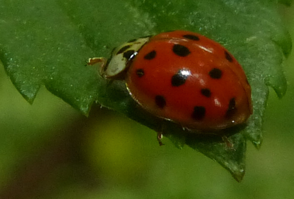 Harmonia axyridis - harlekinkatica