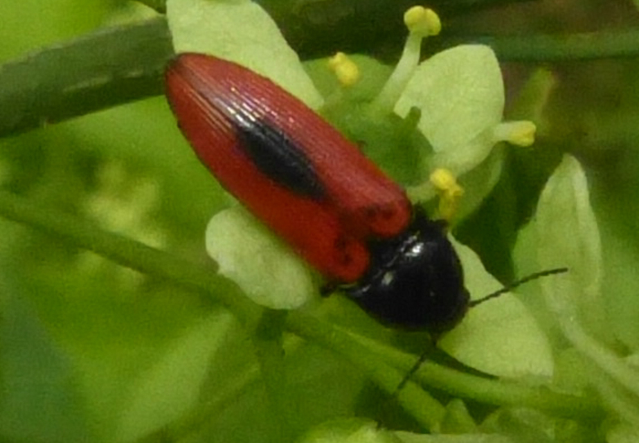 Ampedus sanguinolentus - középfoltos pattanó