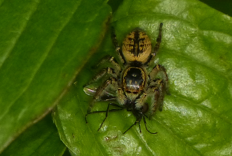 Carrhotus xanthogramma - rozsdás ugrópók