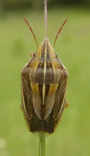Aelia rostrata - csőrös szipolypoloska Aelia rostrata - csőrös szipolypoloska