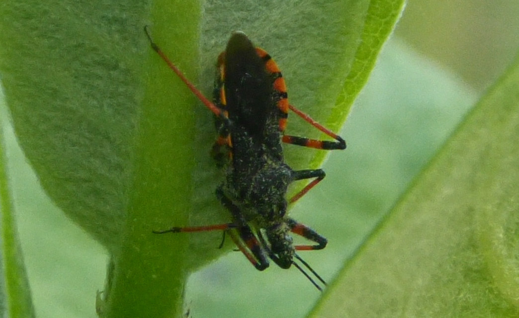 Rhynocoris annulatus - gyűrűslábú gyilkospoloska