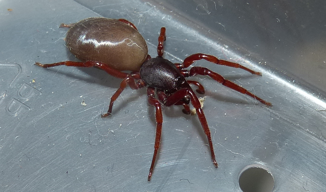 Dysderidae - fojtópókok