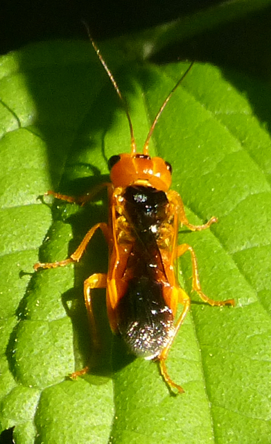 Pamphiliidae - szövődarazsak