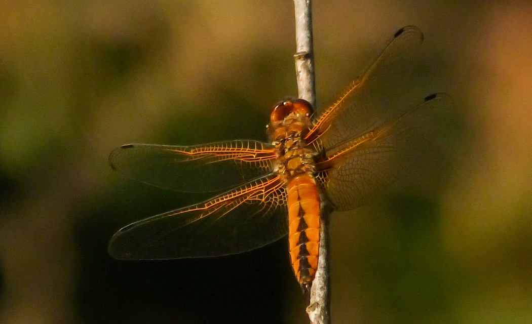 Libellula fulva - kisfoltos laposacsa