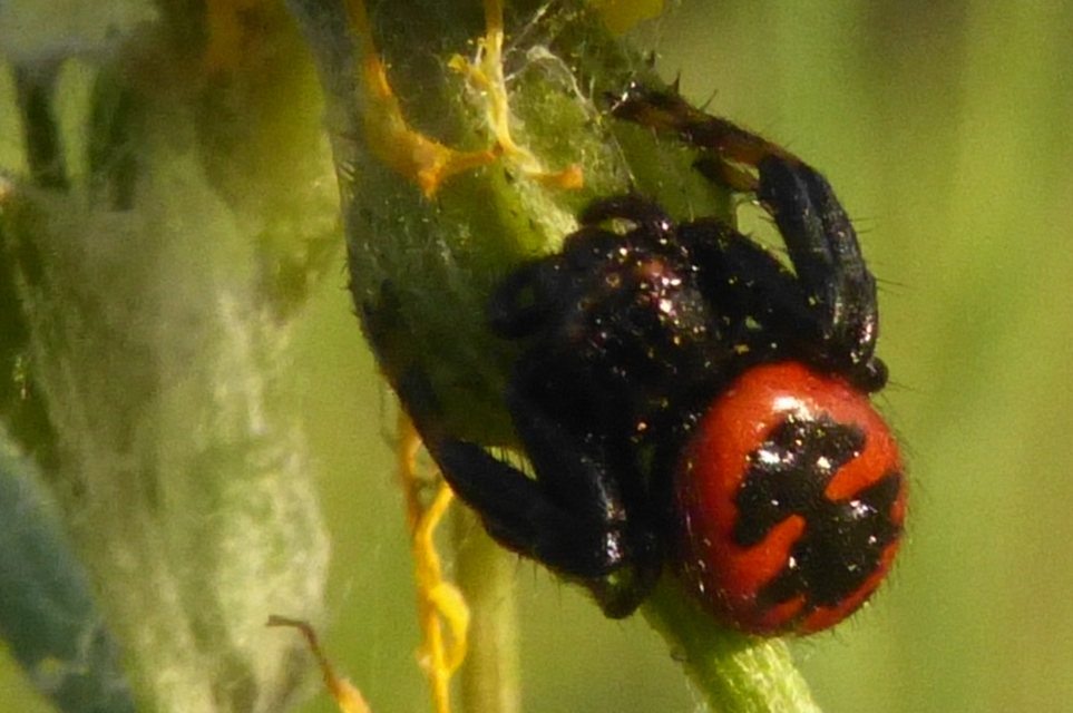 Synema globosum/ornatum