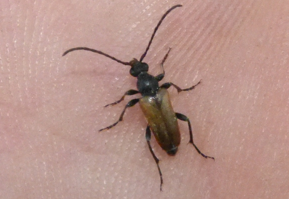 Pseudovadonia livida - barnás virágcincér
