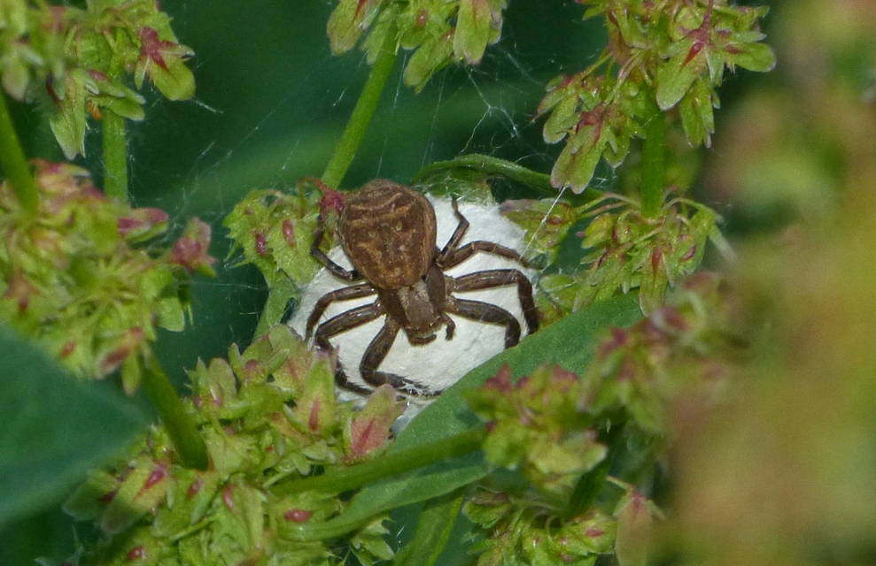 Xysticus