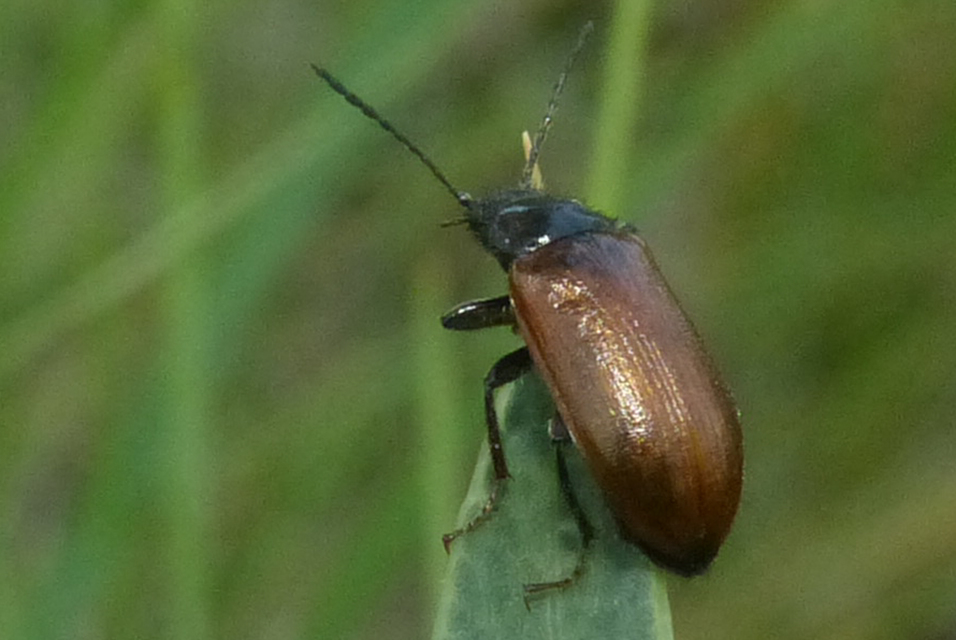 Omophlus Omophlus