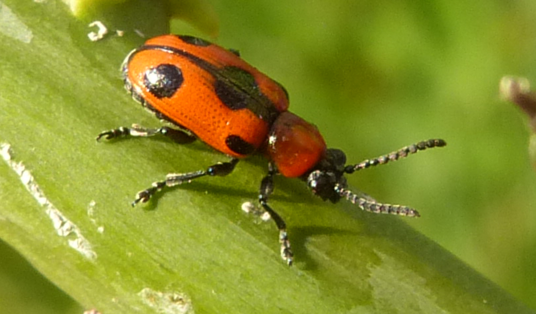Crioceris quinquepunctata - ötpontos spárgabogár