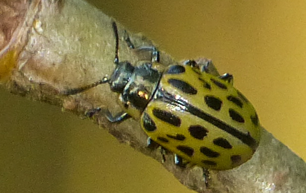 Chrysomela vigintipunctata - húszfoltos fűzlevelész