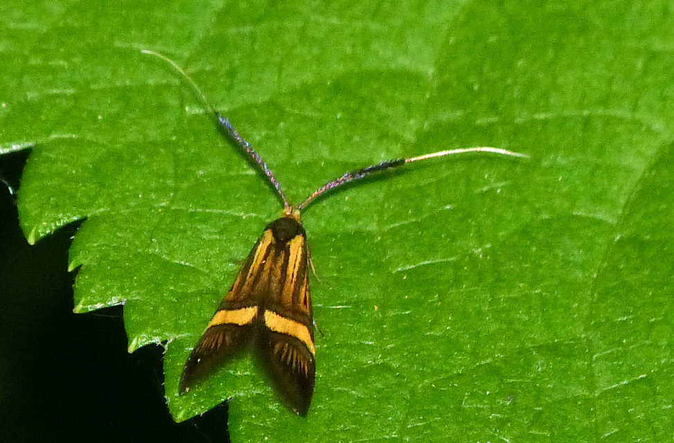 Nemophora degeerella - pompás tőrösmoly