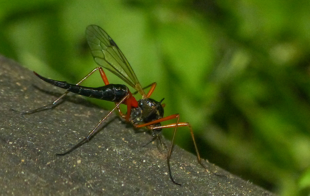 Tanyptera atrata - pirosfekete lószúnyog