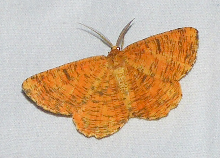 Angerona prunaria - sárga kökényaraszoló