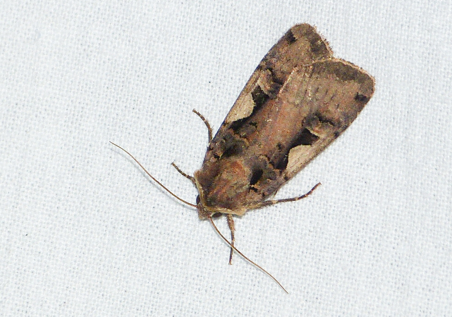 Xestia c-nigrum - c-betűs fűbagoly