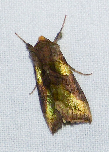 Diachrysia chrysitis - aranybagoly