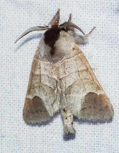 Clostera curtula - rövidszárnyú levélszövő