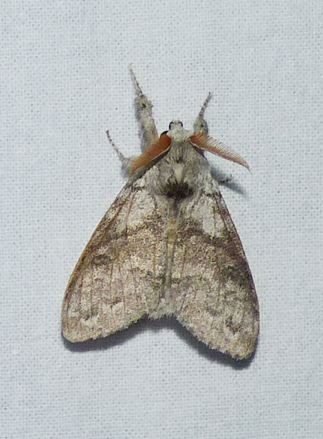 Calliteara pudibunda - hamvasszövő