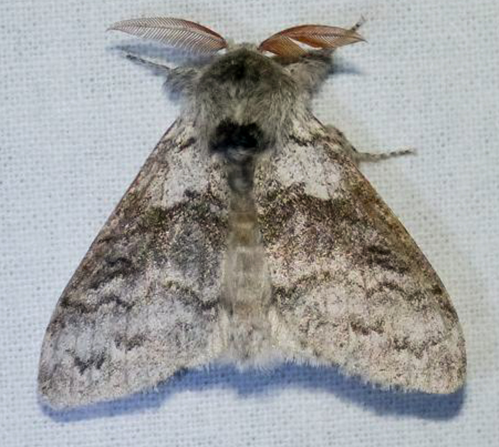 Calliteara pudibunda - hamvasszövő