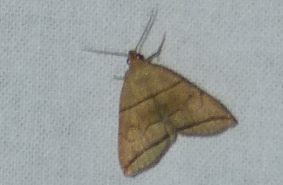 Herminia grisealis - ligeti karcsúbagoly