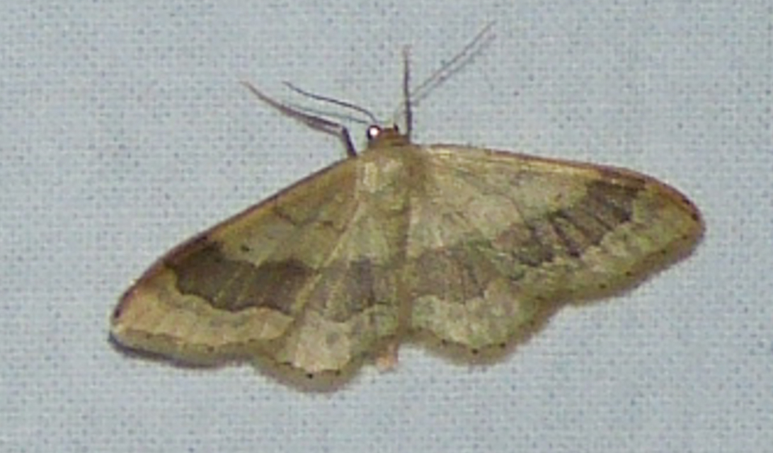 Idaea aversata - nagy sávosaraszoló