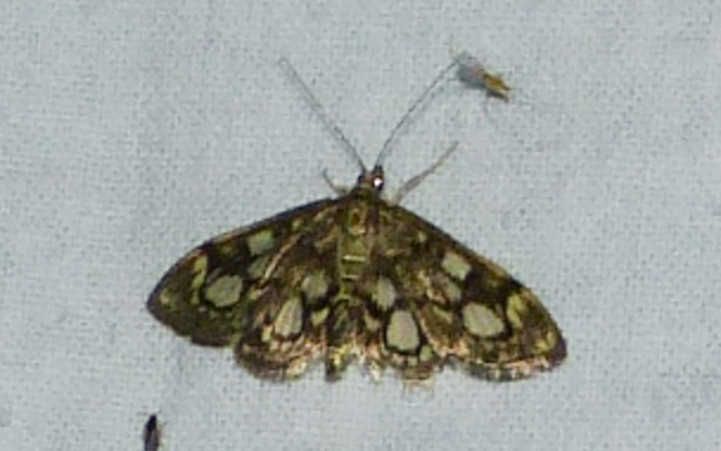 Anania coronata - koronás dudvamoly