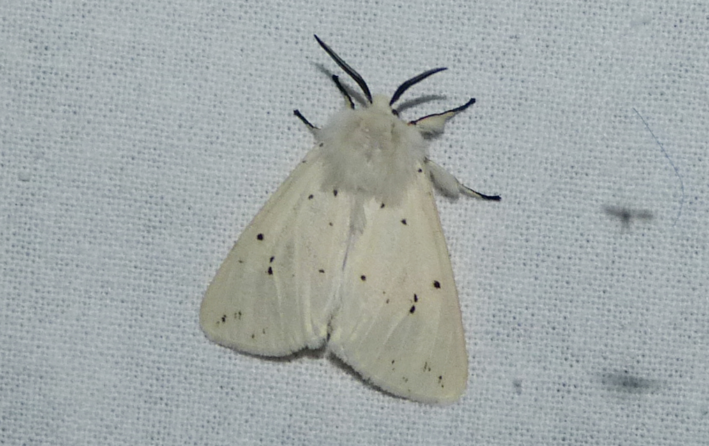 Spilosoma lubricipedum - tejszínű medvelepke