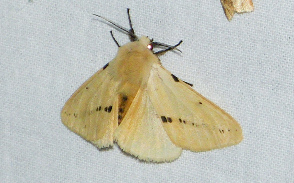 Spilarctia lutea - sárgás medvelepke