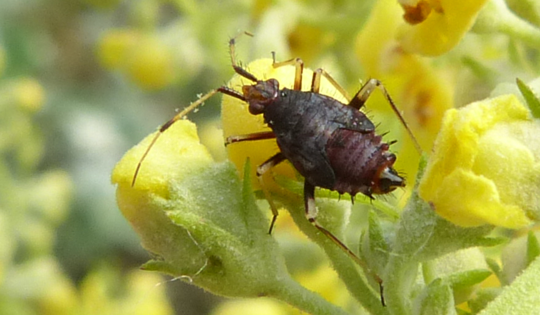 Deraeocoris ruber - vöröses mezeipoloska